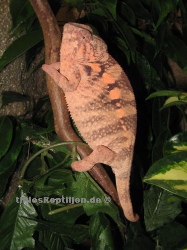 5 Monate in Stressfaerbung