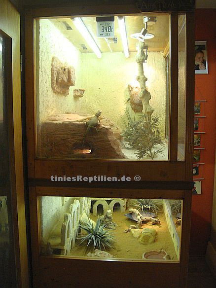 seitliche Ansicht des Doppelterrariums