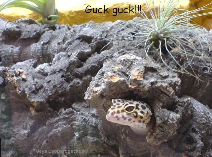 Guck aus der Hhle