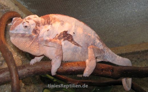 gesunde Hutung