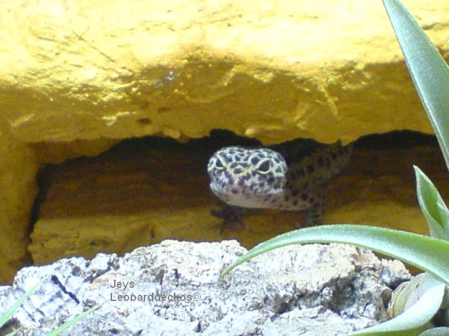 Leo schaut aus Hhle