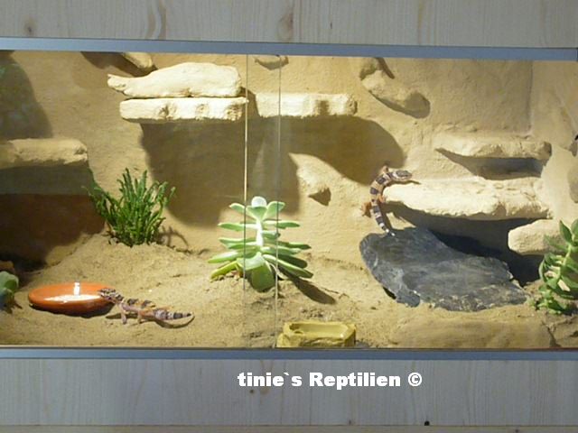 geckos-unterwegs-vk