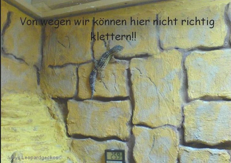 Klettern an der Rckwand
