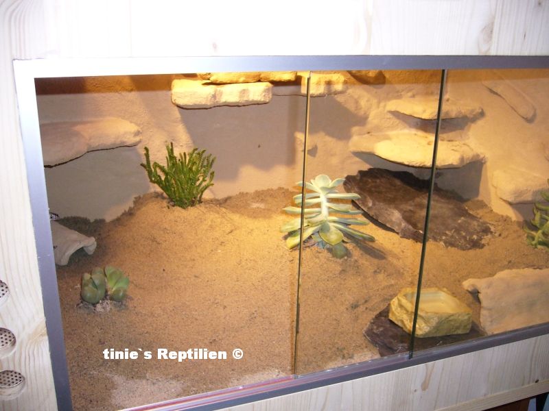 Gesamtansicht vom Leopardgecko-Terrarium